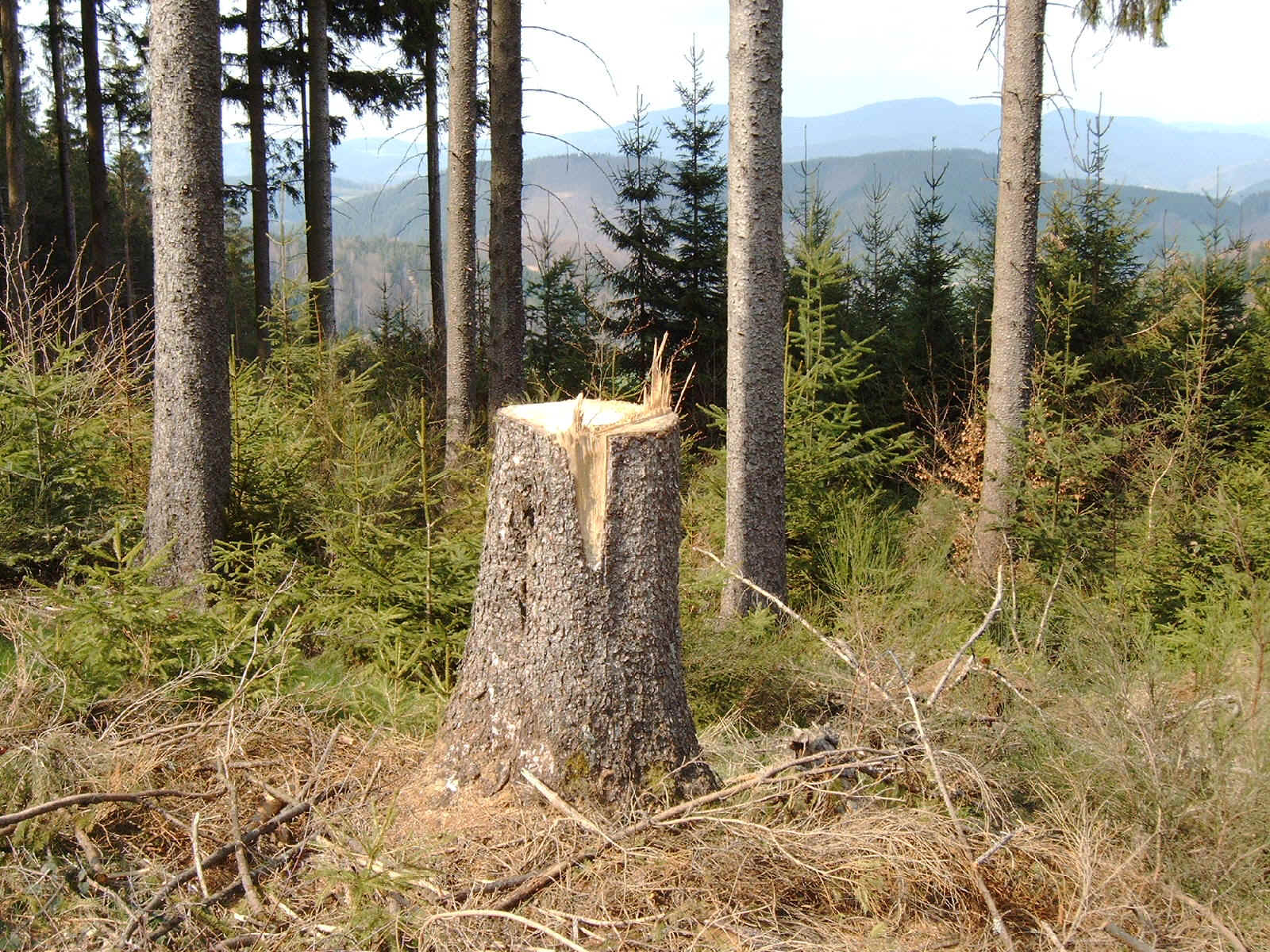 waldbild.jpg (1803419 Byte)