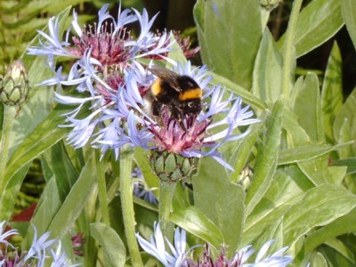 hummel3.jpg (48212 Byte)