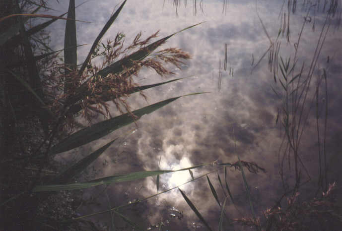 Gegenlicht am Wasser.jpg (30526 Byte)